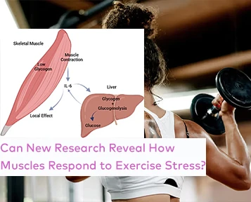 Can New Research Reveal How Muscles Respond To Exercise Stress