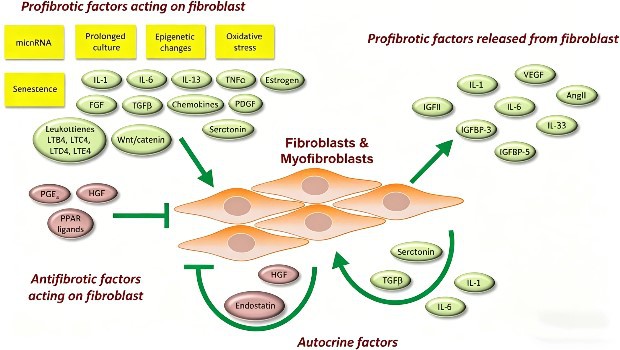 mechanism of action mechanism of action